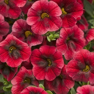 Calibrachoa Superbells Pomegranate Punch_300x300_300x300